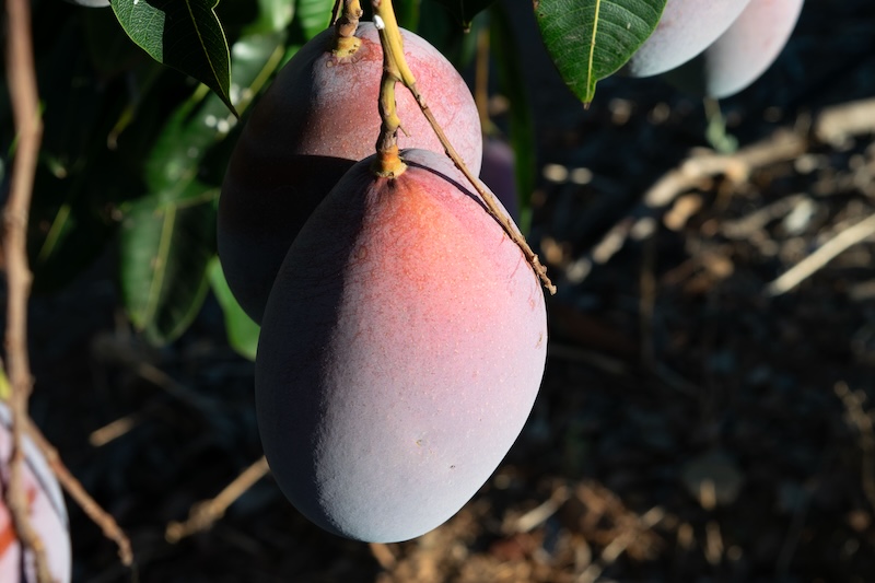 Mango de Montosa