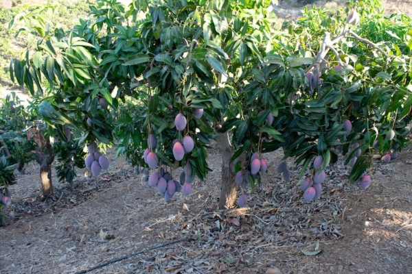 El mango de la Axarquía es un producto de cercanía y, por tanto, con menor huella de carbono