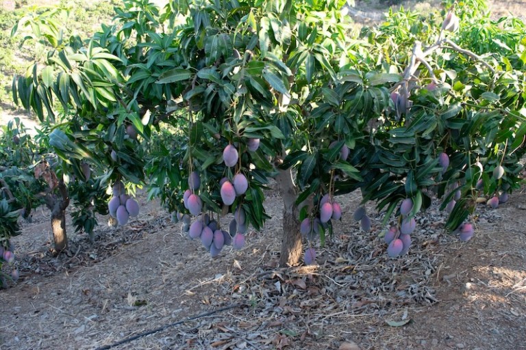 La cosecha de mango 2026 será "ligeramente inferior" a la de 2025, que alcanzó las 55.500 toneladas
