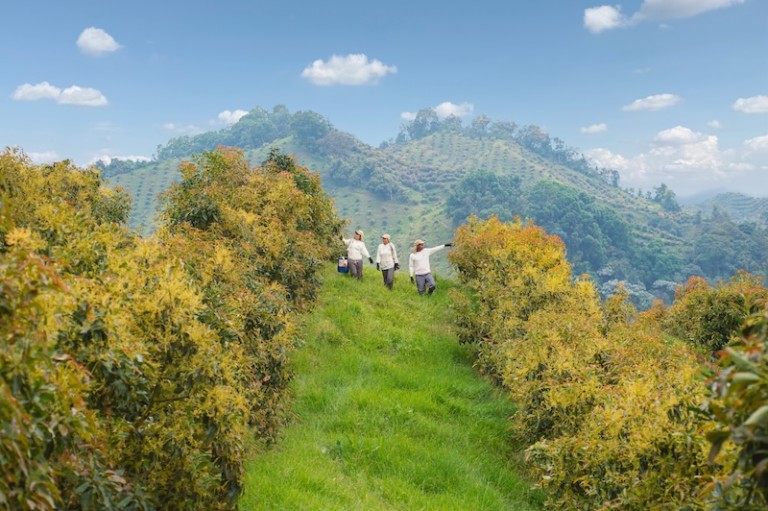 Cultivo de aguacate del Grupo GreenLand