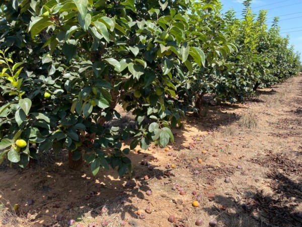Cultivo de caqui en la Comunitat Valenciana