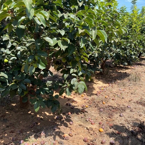 Cultivo de caqui en la Comunitat Valenciana