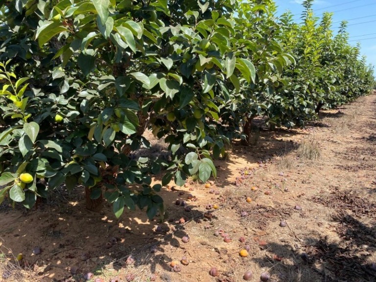 Cultivo de caqui en la Comunitat Valenciana