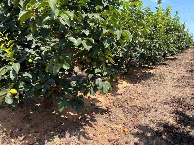 Cultivo de caqui en la Comunitat Valenciana