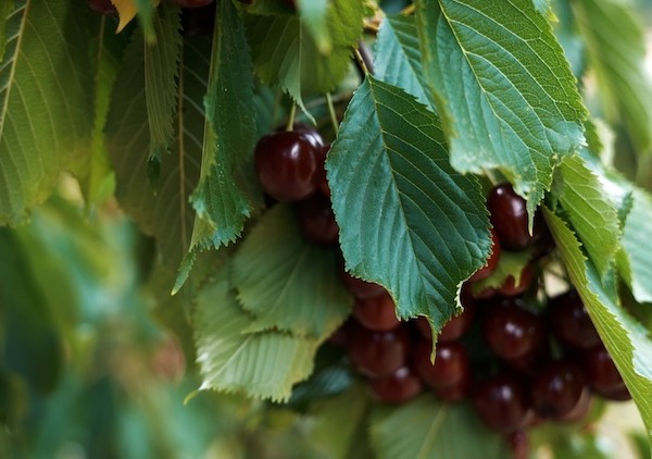Cereza del Valle del Jerte