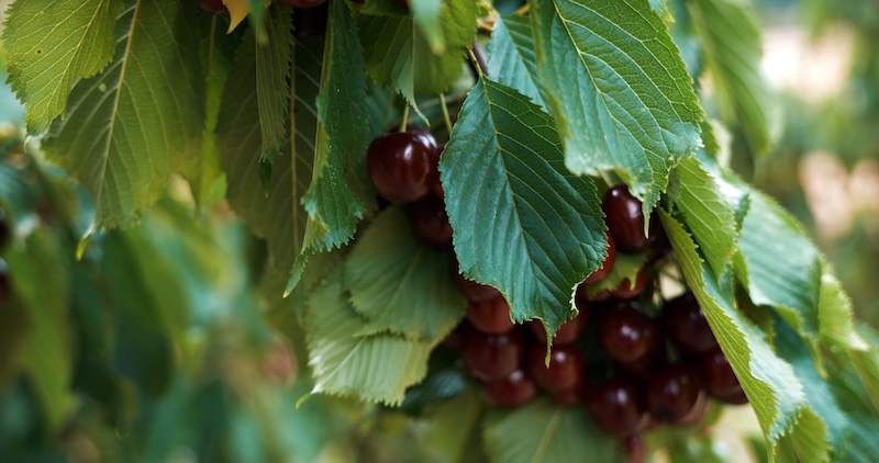 Cereza del Valle del Jerte