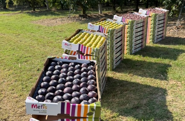 Metis® es un cruce 100 % natural entre una ciruela y un albaricoque