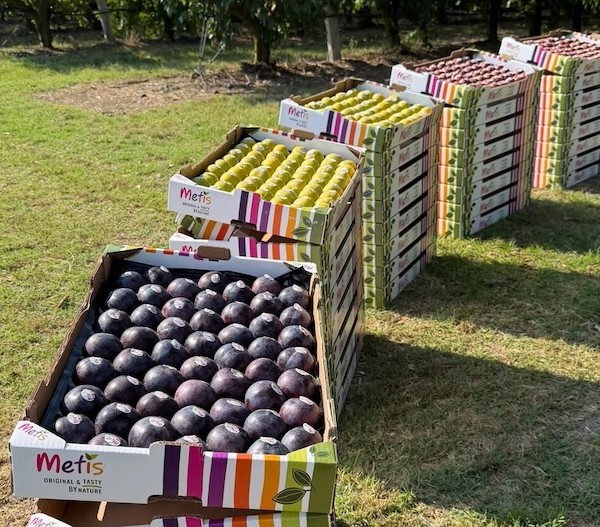 Metis® es un cruce 100 % natural entre una ciruela y un albaricoque