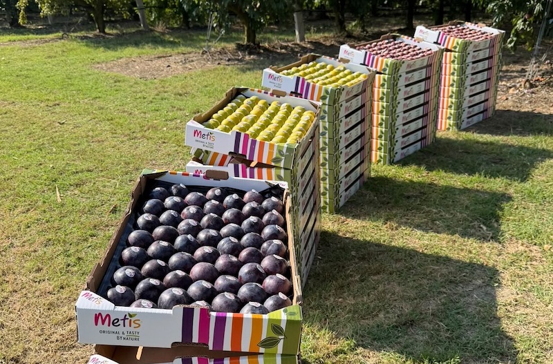 Metis® es un cruce 100 % natural entre una ciruela y un albaricoque