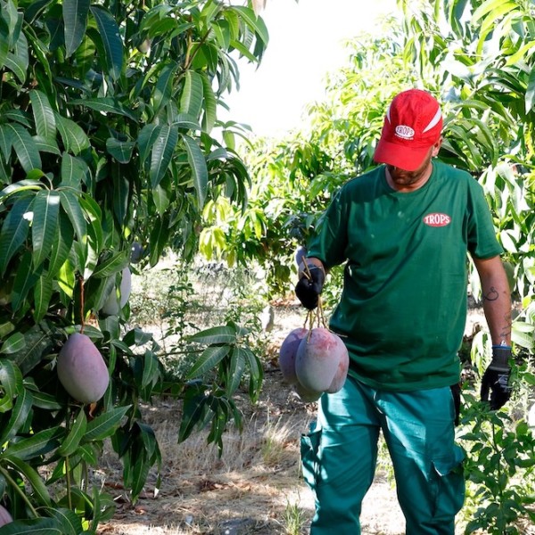 Mangos de Trops