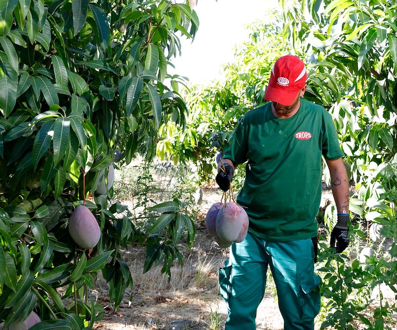 Mangos de Trops