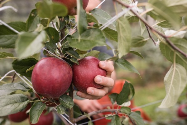 Manzana Cosmic Crisp® cultivada por VIP