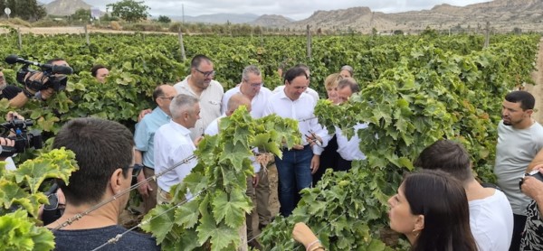 Presentación de la campaña de uva de mesa de Vinalopó