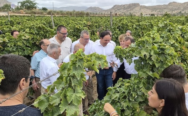 Presentación de la campaña de uva de mesa de Vinalopó