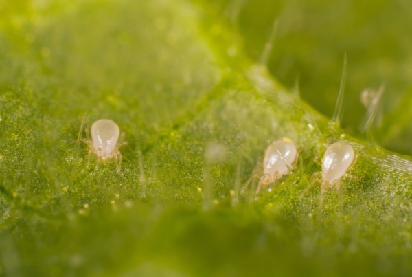 Koppert mostrará en Fruit Attraction la eficacia del A. limonicus contra trips y araña roja