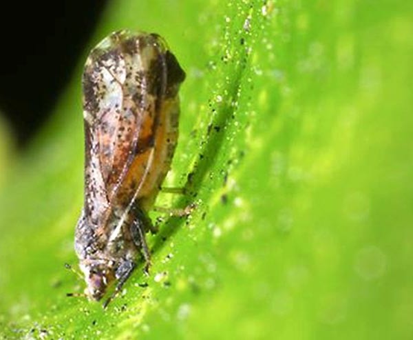 Detectado en la isla de Rodas (Grecia) el vector del HLB