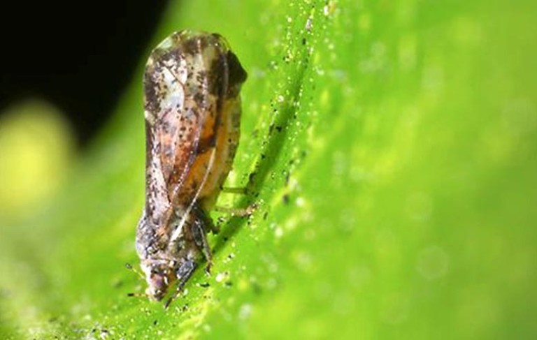 Detectado en la isla de Rodas (Grecia) el vector del HLB
