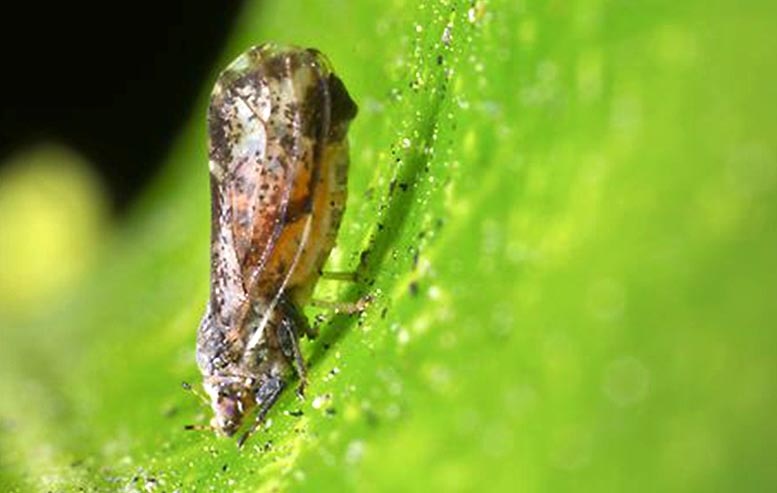 Detectado en la isla de Rodas (Grecia) el vector del HLB