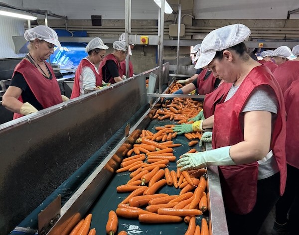 Torribas refuerza su producción nacional con la finca gaditana El Tractor
