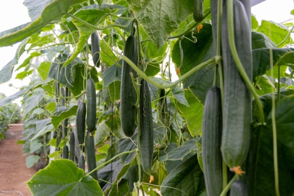 Pepino largo Jarama, de Capgen Seeds