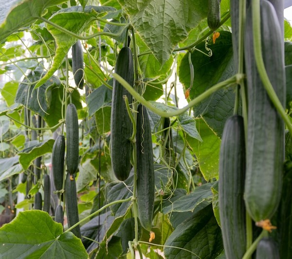 Pepino largo Jarama, de Capgen Seeds
