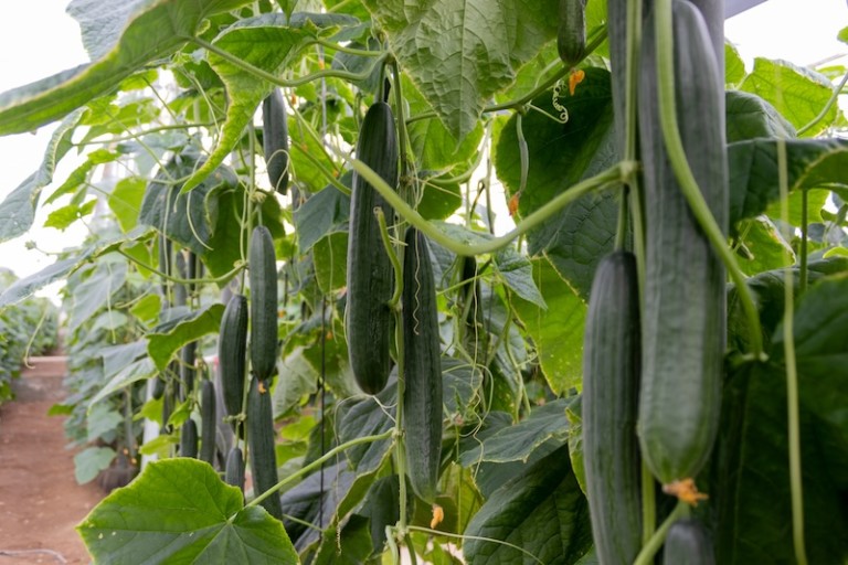 Pepino largo Jarama, de Capgen Seeds