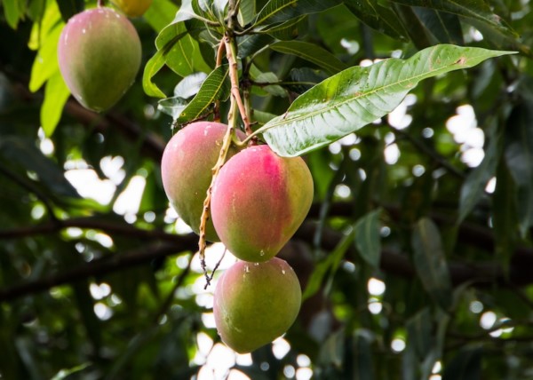 En España se cultivan en torno a 6.150 hectáreas de mango