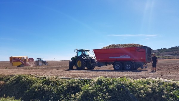 Udapa recolecta un 30 % menos de patata alavesa esta campaña
