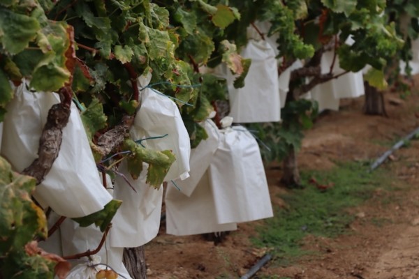 La cosecha 2026 de la Uva Embolsada del Vinalopó con DOP comenzó a mitad de agosto
