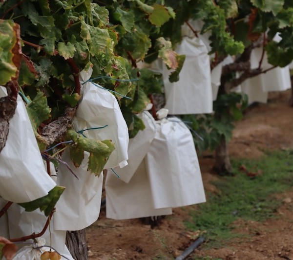 La cosecha 2026 de la Uva Embolsada del Vinalopó con DOP comenzó a mitad de agosto