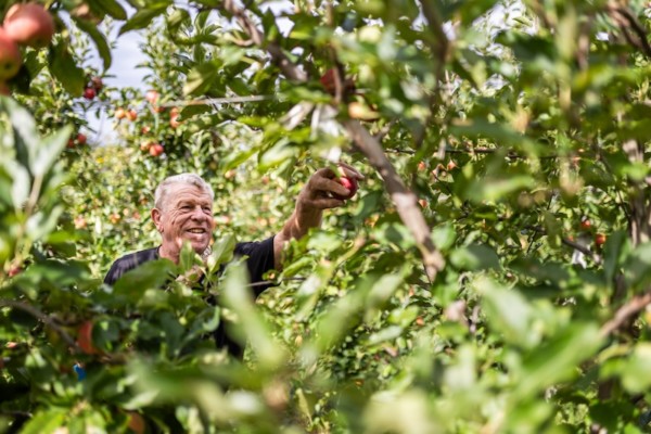 Cosecha de manzanas de VOG