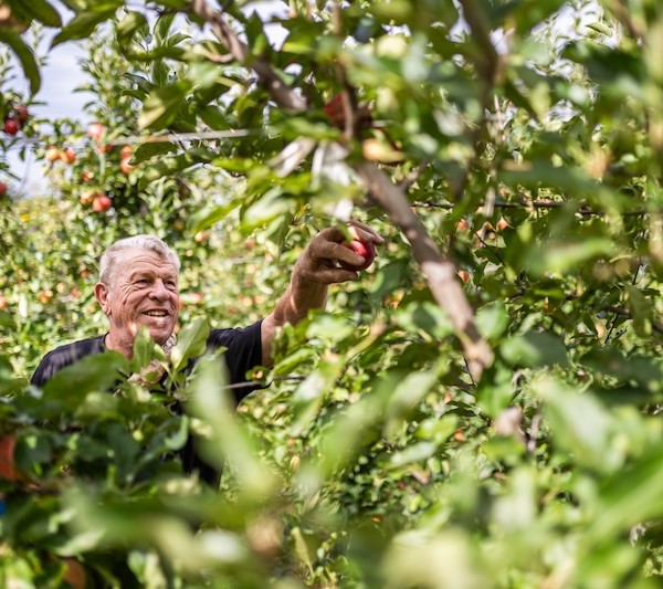 Cosecha de manzanas de VOG