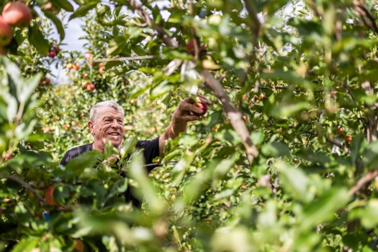 Cosecha de manzanas de VOG