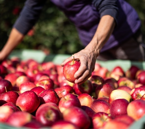 VOG inicia la temporada comercial de su manzana 'bio'