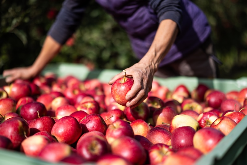 VOG inicia la temporada comercial de su manzana 'bio'