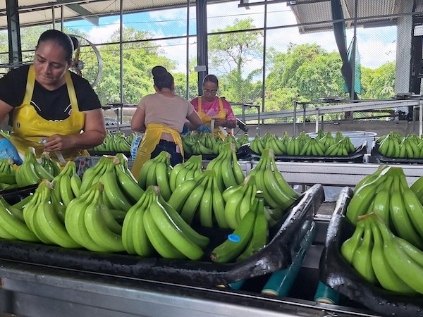 Corbana recomienda aumentar 9,91 % el precio mínimo de la caja de banano respecto a 2025