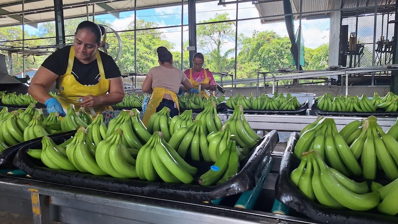 Corbana recomienda aumentar 9,91 % el precio mínimo de la caja de banano respecto a 2025