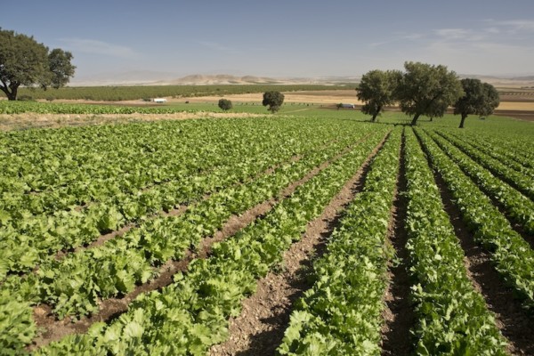 Nace Agralma de la unión de Agrupapulpí, Amaco, Fuencampo y Natveg