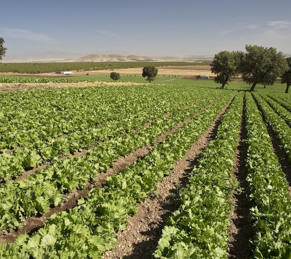Nace Agralma de la unión de Agrupapulpí, Amaco, Fuencampo y Natveg