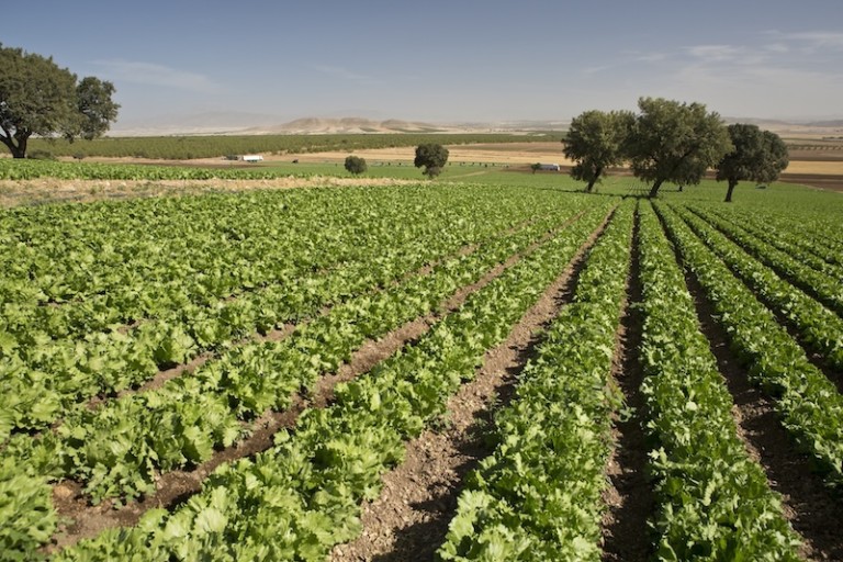 Nace Agralma de la unión de Agrupapulpí, Amaco, Fuencampo y Natveg