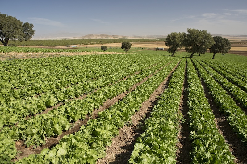 Nace Agralma de la unión de Agrupapulpí, Amaco, Fuencampo y Natveg