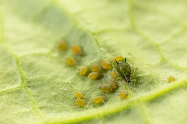 Aphis gossypii