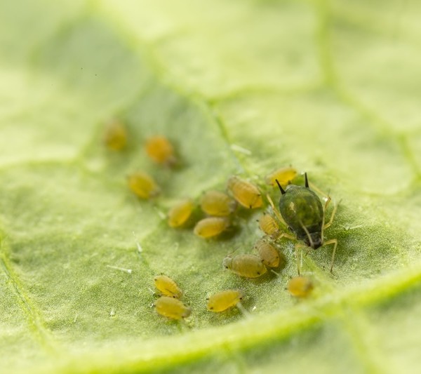 Aphis gossypii
