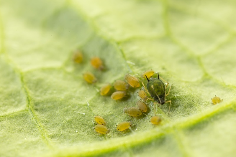 Aphis gossypii