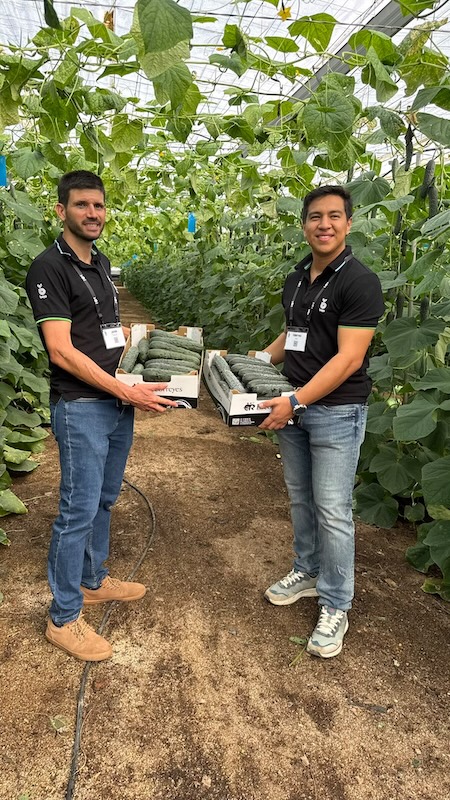 Bejo completa su portfolio de pepino francés con una variedad adaptada al calor