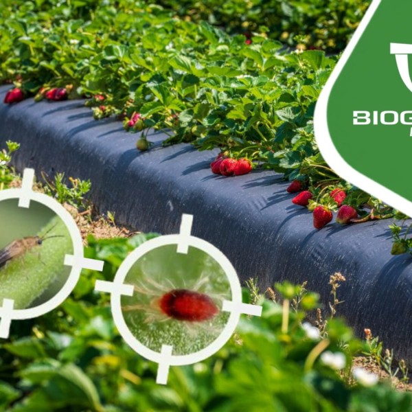 ¿Cómo hacer frente a la araña roja y trips en frutos rojos?