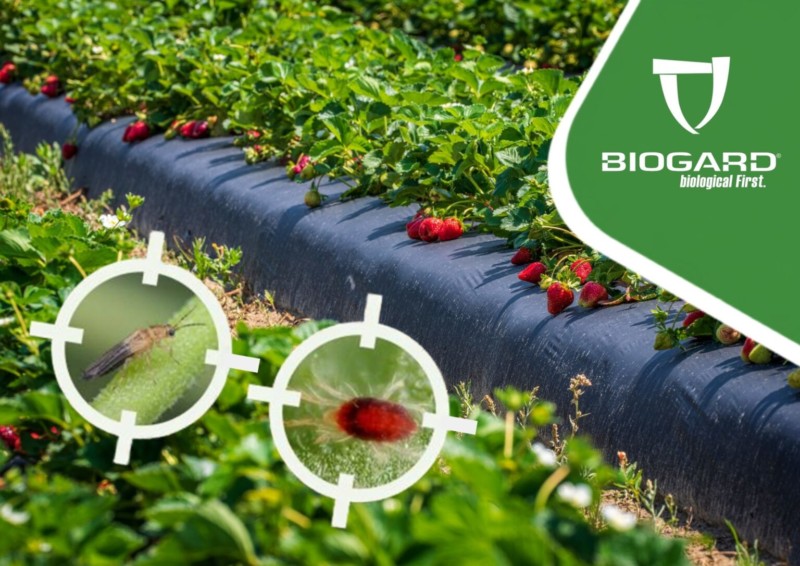¿Cómo hacer frente a la araña roja y trips en frutos rojos?
