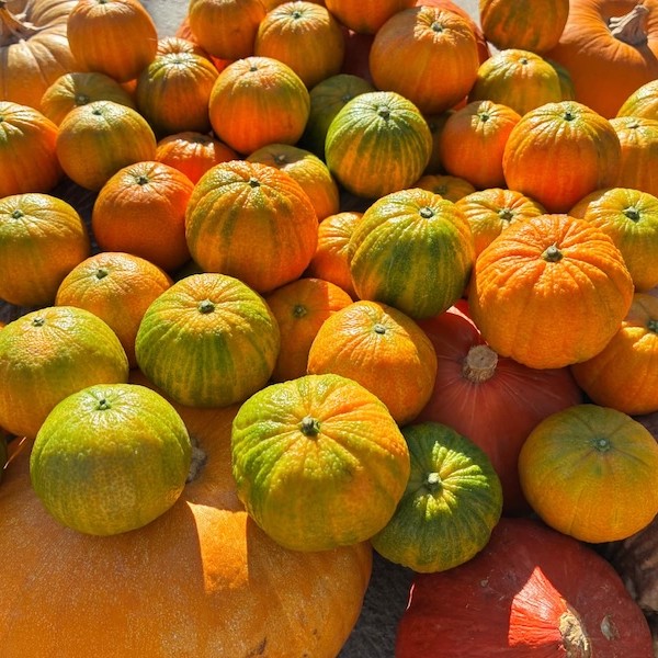 HALLOWEENA™ llega a nuevos mercados y con nuevos formatos en su cuarta temporada
