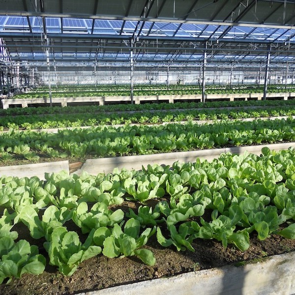 Sistemas de riego de Irritec en un cultivo de invernadero en hidropónico
