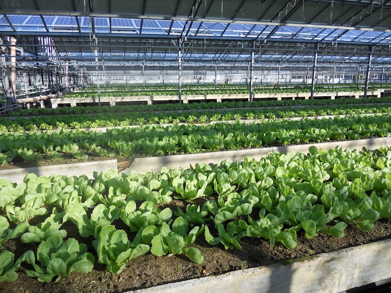 Sistemas de riego de Irritec en un cultivo de invernadero en hidropónico